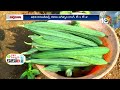 ridge gourd cultivation in kharif ఖరీఫ్‎కు అనువైన హైబ్రిడ్ బీర రకాలు సాగు యాజమాన్యం 10tv agri