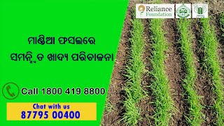 ମାଣ୍ଡିଆ ଫସଲରେ ସମନ୍ୱିତ ଖାଦ୍ୟ ପରିଚାଳନା | Nutrient Management in Ragi