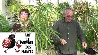 Conseils jardinage: Dracaena marginata: Entretien et arrosage plante verte d'int