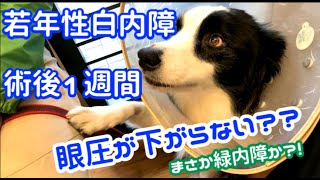 若年性白内障手術_術後１週間★眼圧が下がらない(泣) 緑内障の恐れ