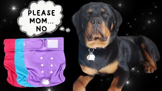 Female Rottweiler First Heat Cycle | Dog Diaper Review & Try On