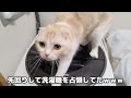 訳あって猫に「病院行くよ！」と言った結果こうなりました...