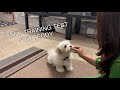 funny training tricks test for 12 weeks old shichon  teddy bear puppy | Adorable pet| puppy training