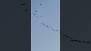 Canada Geese fly over. Huge flock #shorts