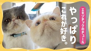 やっぱり猫ちゃんはチュールが好き！＜エキゾチックショートヘア＞