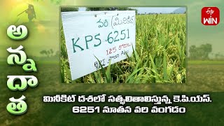 KPS6251- New minikit paddy variety giving good results #farmer vangala venkat Reddy | ETV