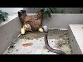 animals fighting chicken vs cobra snake