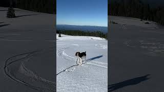 Snowshoeing with my dog #shorts #shortsfeed #shortsvideo #vanlife