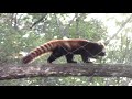 木に登るレッサーパンダの子供たち 「リュウ＆セイ」（埼玉県こども動物自然公園）red panda brothers