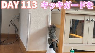 DAY 113 キッキガードを取り付けました🐒