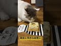 猫用ケーキが最後は残念な結果に shorts