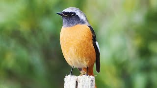 (SUB) Daurian redstart is sooo cute!! Relaxing Birds Video