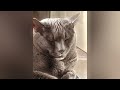 Funniest Pets 🤣 Don't try to hold back Laughter 😹