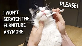 How We Try To Clean Cat's Teeth