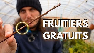 Une simple branche peut devenir un fruitier (bouture d’hiver)