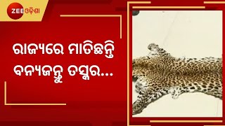 STF  ସଫଳ ହେଉଥିବା ବେଳେ Forest Department ବିଫଳ କାହିଁକି ? । Special Report । Odisha Breaking News