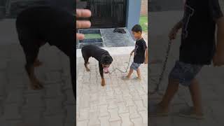 Small Boy Vs  Dangerous Rottweiler #shorts  #trending