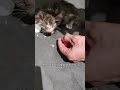 man rescues a blind kitten lost in an abandoned industrial zone