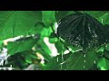 Rainstorm Sounds for Sleep, Studying | Relaxation | Meditation