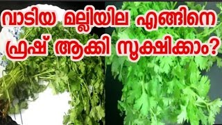 വാടിയ മല്ലിയില ഫ്രഷ് ആക്കി സൂക്ഷിക്കാം|coriander storage tips|മല്ലി ഇല മാസങ്ങൾ കേടാവാതെ ഇരിക്കും