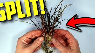 How to propagate aquarium plants: Cryptocryne kubatai