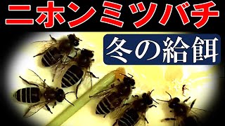 ニホンミツバチ 冬の給餌 Japanese honeybee