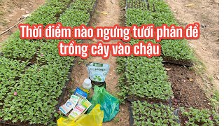 When should I stop fertilizing before transplanting the plant into a pot?