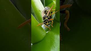 Polistes sur plumeria