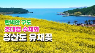 [청산도 유채꽃축제] 유채꽃과 섬여행의 아날로그 감성이 살아있는 슬로시티 청산도 여행