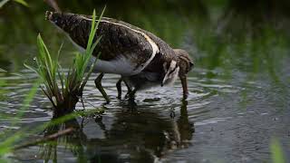 The story of a Greater Painted Snipe...Dad saved the chicks ...