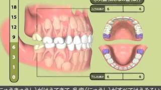 医療法人社団　くに歯科クリニック　歯のしくみと生えかわりについて