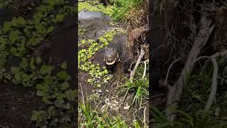 Close call in the Everglades! #viral#wildlife#youtube#snake#alligator#educational#everglades#florida