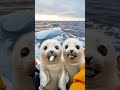 feeding baby seals fish and seeing them happy is heart warming ai cutebaby cute animals love