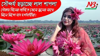 সৌন্দর্য ছড়াচ্ছে লাল শাপলা।নৌকায় বিলের পানিতে ভেসে ফুলের সাথে মিলে মিশে যান দর্শনার্থীরা |Water Lily