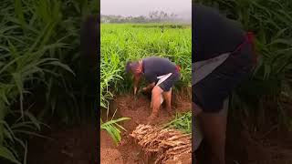 petani panen jahe yang besar dan memuaskan #shorts #pertanian #farming #agriculture