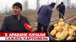 В Араване начали сажать картофель