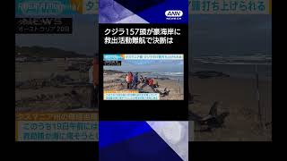 【ニュース】タスマニア島の海岸で157頭のクジラが打ち上げられる　生き残ったクジラは安楽死へ #shorts