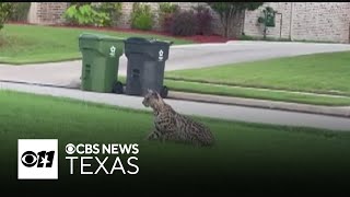 Bobcat surprises Collin County family in yard visit