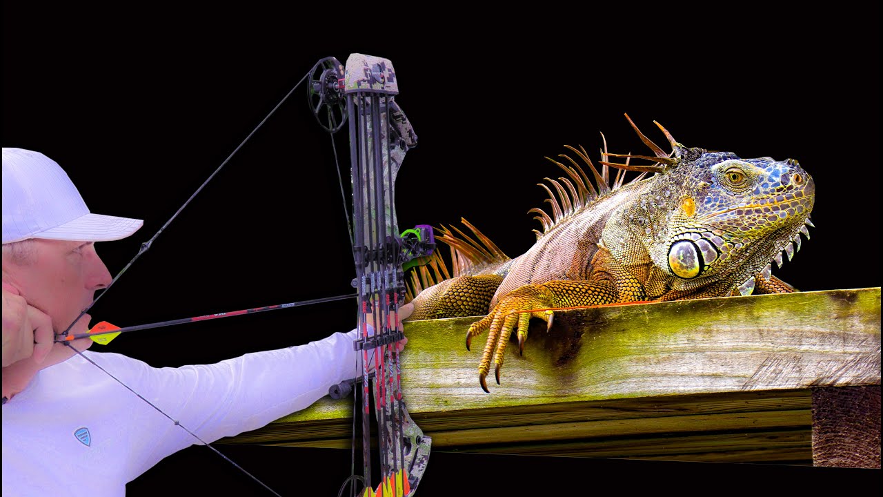Massive Green Iguana Archery Hunt From Boat Catch Clean Cook Carne