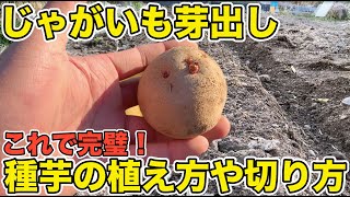 【粒の大きさを揃える】ジャガイモの芽出しは必要？切った種芋はどのように植えたらいいの？