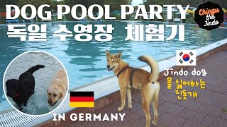 🐕Our Jindo dog goes to a Swimming Pool!🏖Watch how dogs pool party!🐾 #ChingutheJindo #DogSwimming