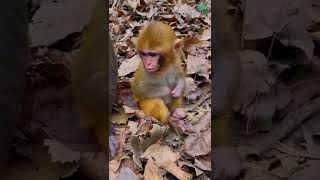 Monkey | Baby monkey video #Shorts Ep310