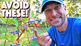 Don't Make These 7 Mistakes In The Blueberry Growing Process