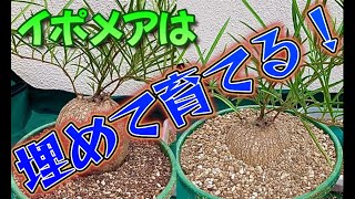 「カッコよく育てる塊根植物」第28話