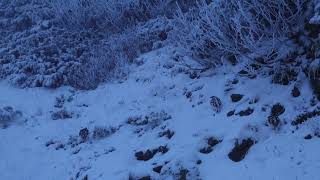 初冬の蝶ヶ岳の雷鳥達