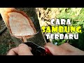 cara sambung kelengkeng terbaru agar cepat berbuah