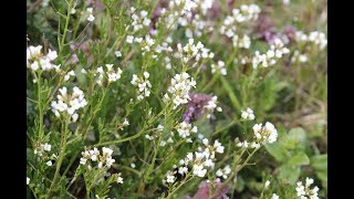 小さな窓の花ごよみ 871 春風の街 ♪ スカボローフェア：インディアンフルート ♪