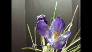 Timelapse #32 - Crocus / クロッカス