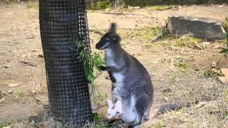 ベネットアカクビワラビーラン親子(のいち動物公園)