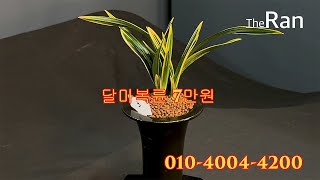 명품난초경매TV_더란_달마복륜_7만원